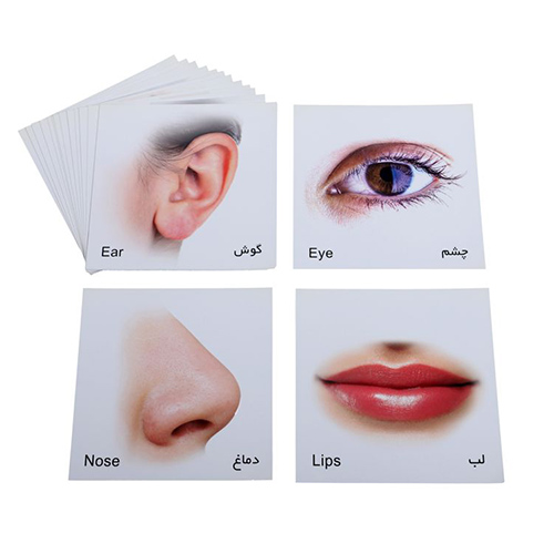 کارت پازل اعضای بدن